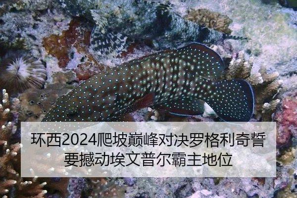 环西2024爬坡巅峰对决罗格利奇誓要撼动埃文普尔霸主地位